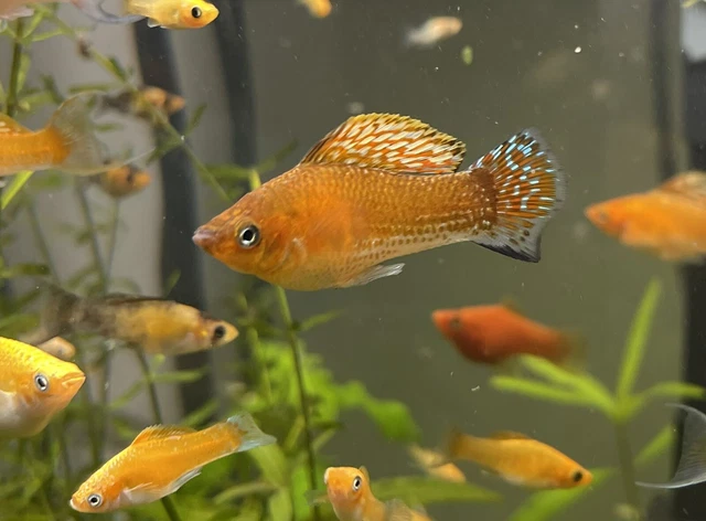 5+1 Yellow Lyretail Mollies Breeding Pair Tropical Fish 2 Day Shipping
