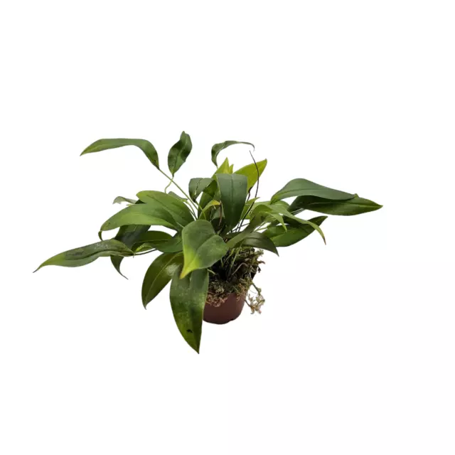 Pleurothallis rowleei - Rare Orchid - Terrarium / House Plant