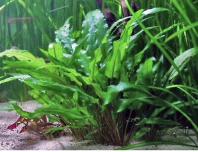 5 Cryptocoryne Wendtii Green Pots Crypt Wendtii Tropica Live Aquarium Plants ✅