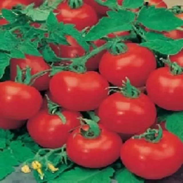 TOMATO F1 SHIRLEY GREENHOUSE CROPS 10 to 100 seed MULTIPLE LISTING FREEPOST