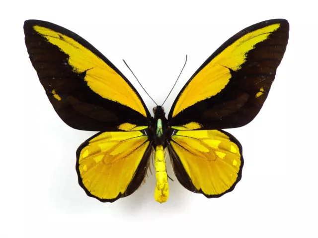 Ornithoptera croesus ssp. helios Männchen