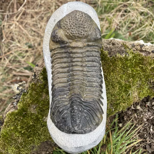 Drotops trilobite Devonian period Approx 13.5cm Large Fossil Morocco