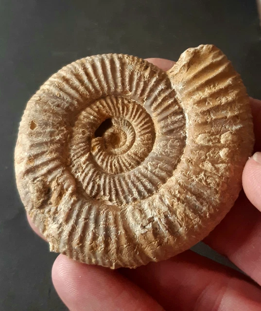 2 Pièces Conque Fossile Ammonite - Modèles Diamètre 2/4 Cm Pour Collection Et Décoration