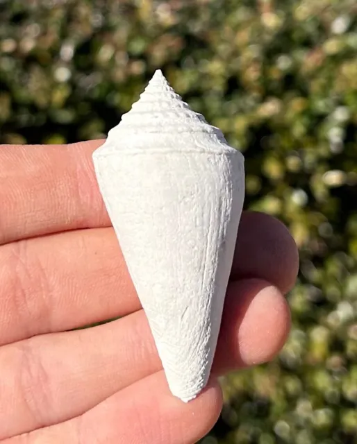 Florida Fossil Gastropod Contraconus tryoni Pliocene Age Cone Shell
