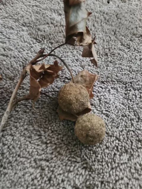 American Sycamore Tree Whole 2Seed Pod - Platanus occidentalis Buttonwood 2 pods