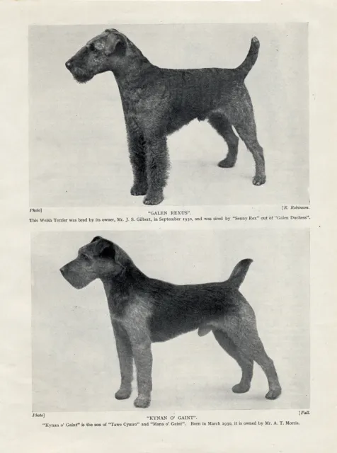 Welsh Terrier Two Named Dogs Old Original Dog Print From 1934