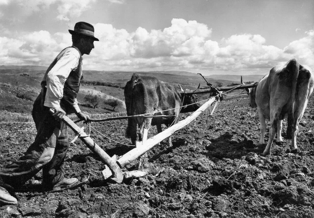 Cartolina Fotografica Aratura Con Buoi Viagg.1957