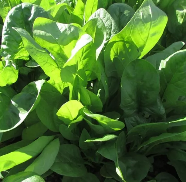 ORGANIC - 200 Spinach Giant Winter Seeds - Fresh UK Seeds Non GMO