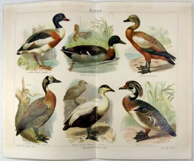 Ducks - Original 1889 Chromo-lithograph by Meyers. A German Antique. Enten