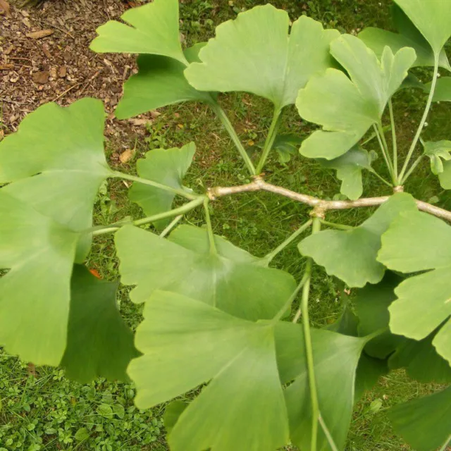 Ginkgo biloba - Ginko - Arbre aux 40 écus