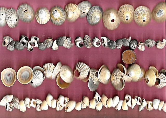 92 UK NORTH SEA worn Scottish sea shells & pieces with holes 230g Art crafts