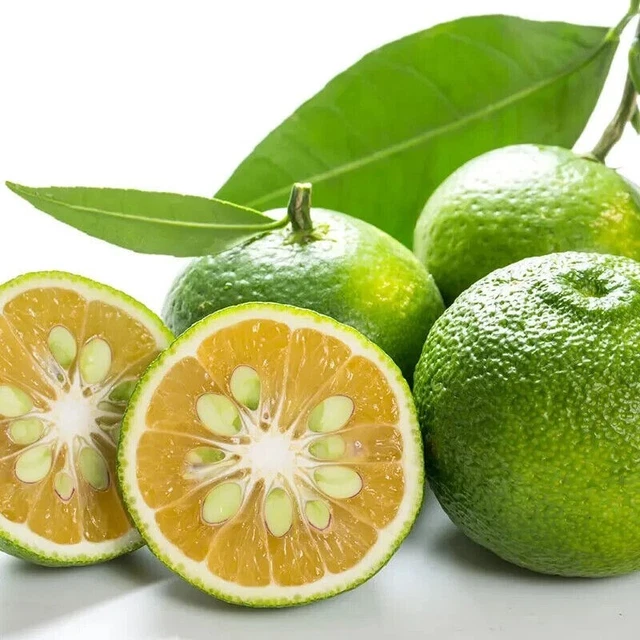 RARE SUDACHI CITRUS Plant, Asian Citrus Fruit Tree, Citrus Garden Shrub