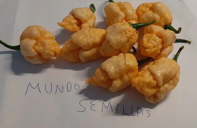 Semi Di Carolina Reaper - I Più Piccanti Al Mondo, 10 Gr Essiccati, Coltivazione Difficile