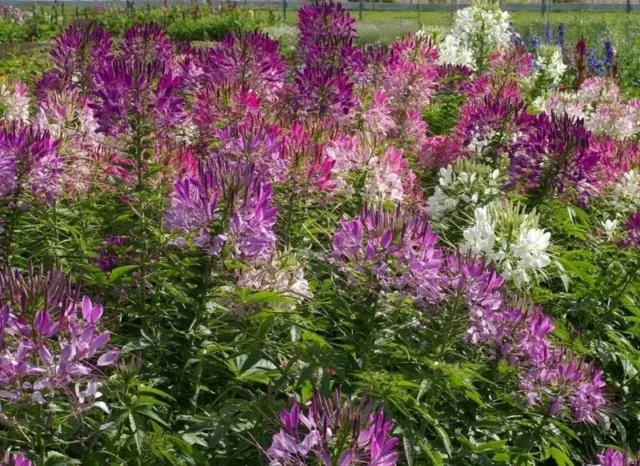 Cleome Fountain Flower mix 200 Seeds Mixed Garden Flowering Plant