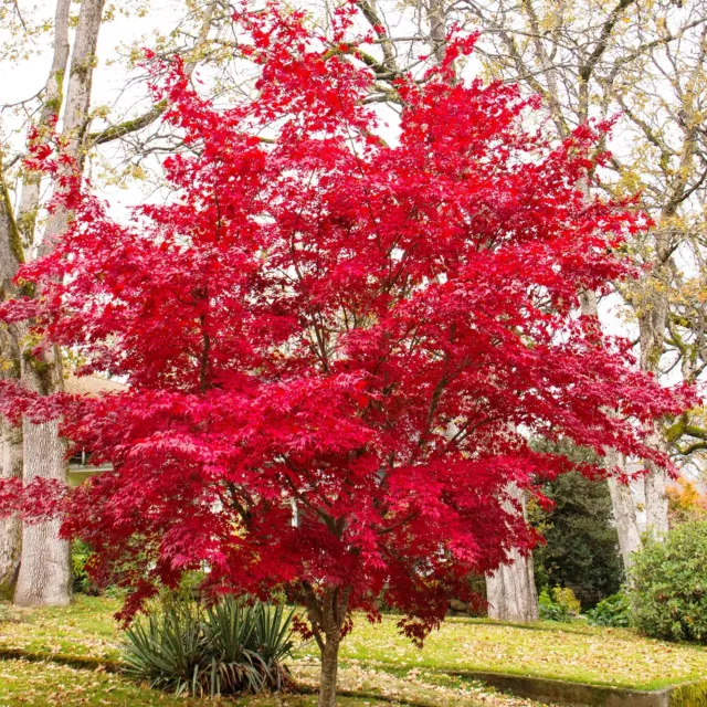 Acer palmatum Atropurpureum winterhart Roter Fächer Ahorn -EV7YC99777