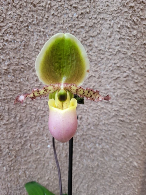 RARE PAPHIOPEDILUM PINOCCHIO orchid plant FS in bloom $30.91 - PicClick