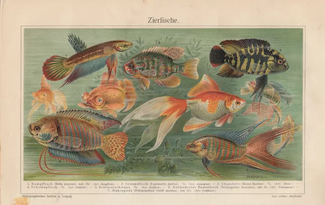 Zierfische Fische - Alter Farbdruck Druck um 1910 Antique Print Fish