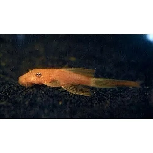 Super Red Longfin Pleco 1.5" (Groups of 3x6x12) Live Freshwater Algae Eater Fish