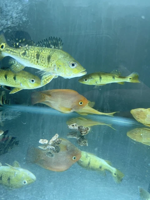 Spider Kelberi Peacock Bass (Cichla kelberi ‘spider’)6-7 Inch  2 Fish 2