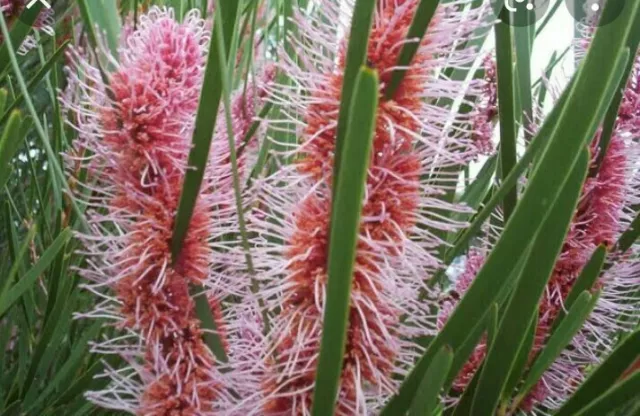 Hakea multilineata - Grass Leaf Hakea - 10 Seeds