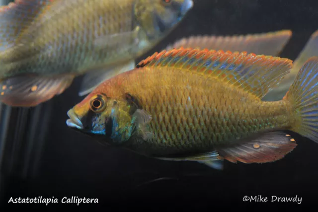 3" Assorted Male Peacock and Hap Package Malawi Victoria Tropical Aquarium