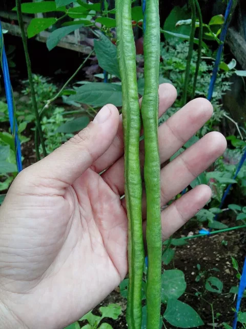 Bean Green Yard Long 50 Graines (Graines Chinois Pole Bean, Snake Bean) 2