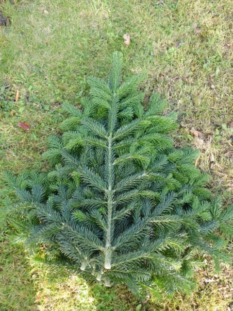 Tannengrün Schmuckreisig Nobilis und Nordmann Tanne Adventsbaum Weihnachtsbaum