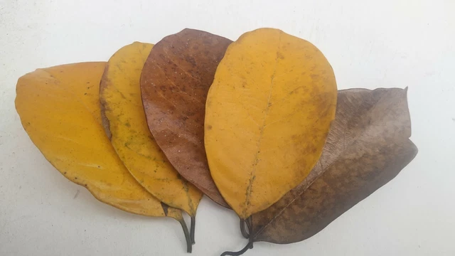 DRIED JACK FRUIT LEAVES Organic Bio Film Shrimp Aquarium Natural