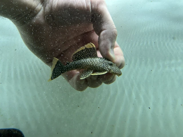 L81 Gold Nugget pleco 2-2.5”-Live Freshwater Tropical Aquarium Fish
