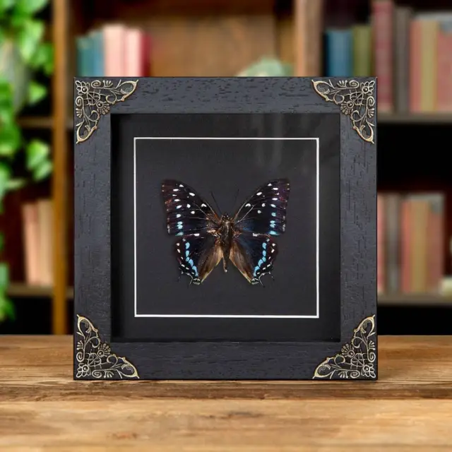 Scarce Forest Emperor Butterfly Taxidermy In Baroque Style Frame (Charaxes etesi