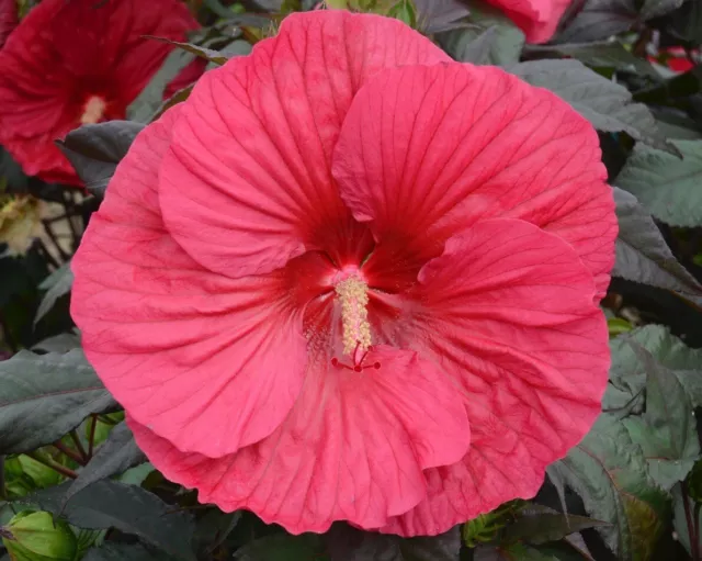 MARS MADNESS Hardy Hibiscus -- Plant in 4.5" pot
