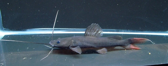 Asain Redtail Catfish LIVE FISH Read Description