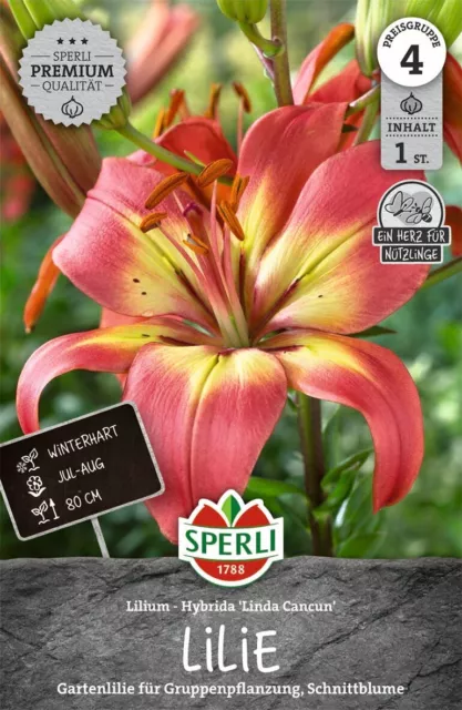 Premium Gartenlilie Linda Cancun | gute Schnittblume mehrjährig | Nektarspender