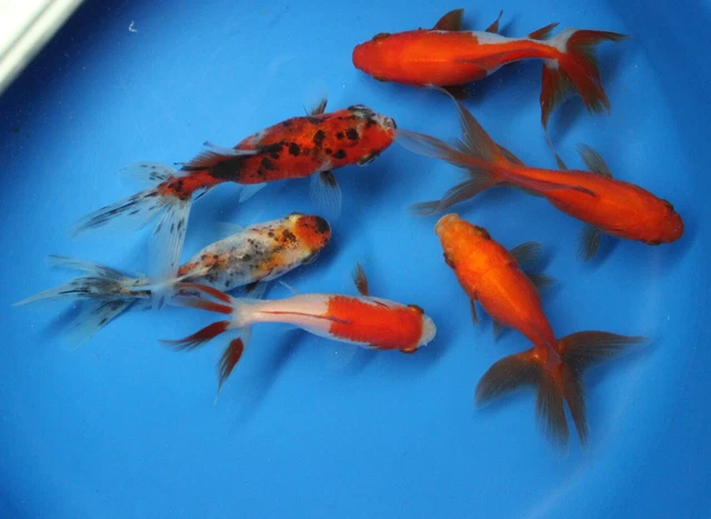 Live 6 pack of 3-4 inch Fantail Goldfish for fish tank, koi pond aquarium 3