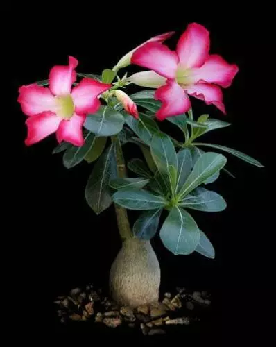Adenium Obesum 8cm Rosa Du Désert (Oleander Madagascar) (1 Plante