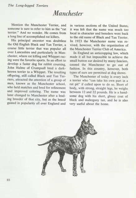 The Manchester Terrier - CUSTOM MATTED - Vintage Dog Art Print - "G"