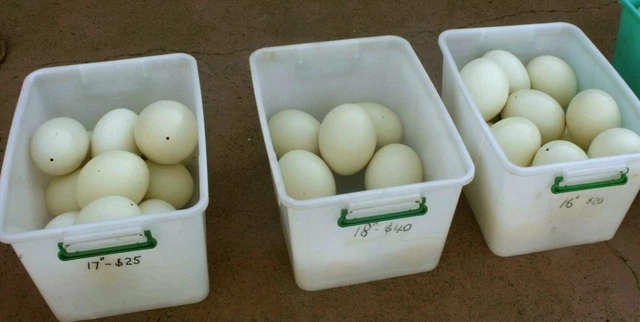 20 Cáscaras De Huevos De Avestruz