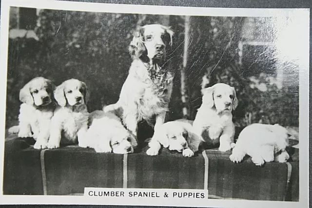 CLUMBER SPANIEL and Puppies  Vintage 1930's  Photo Card  QC28M