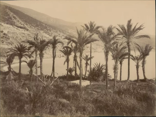 Italie, Bordighera, Palme di Scheffel vintage albumen print. Tirage albuminé