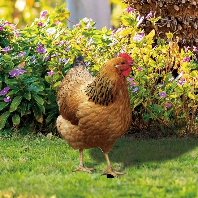 Freien Hähnchen dekorationen Acryl Hahn Statuen Hähnchens kulptur Realistisch