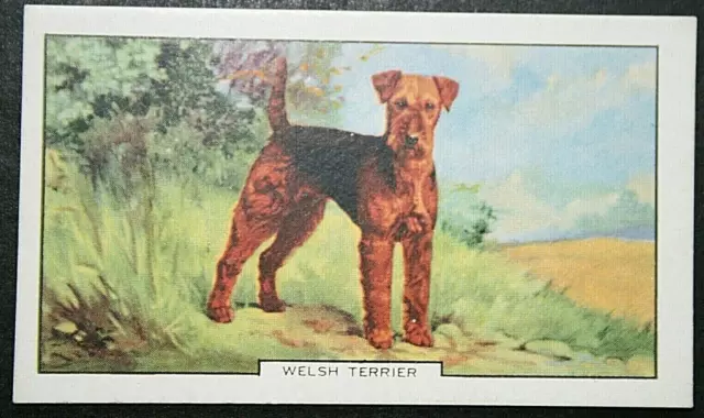 WELSH TERRIER   Vintage 1938 Illustrated Dog Card  WC24MS
