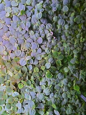 Red Root Floaters - 15 plants