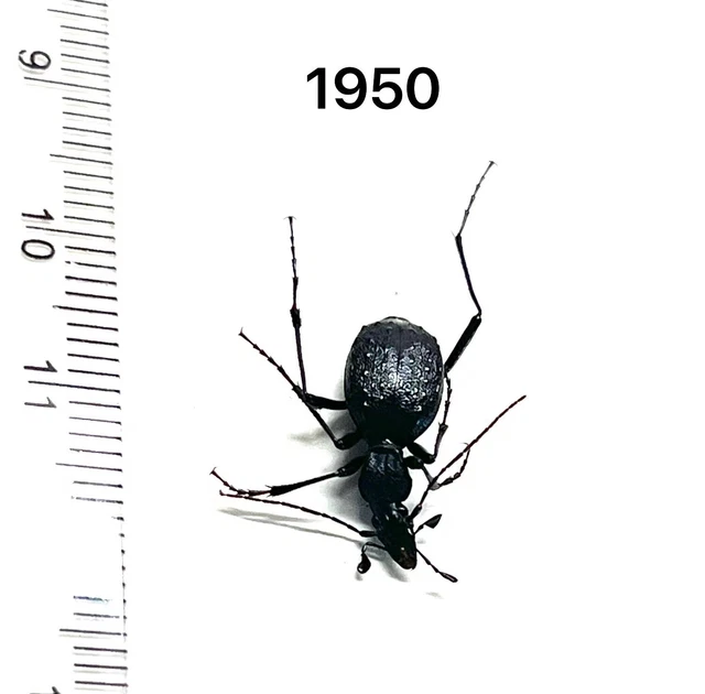 Lucanidae Dorcus Coleoptera Lucanus Carabidae Carabus Cychrus Shaanxi Prov China