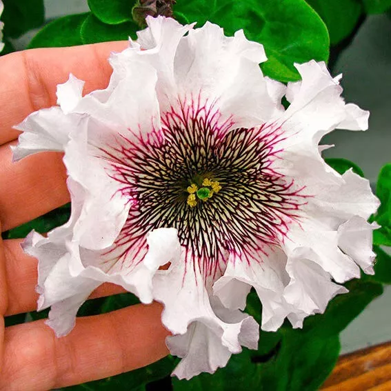 Seeds flower Petunia x hybrida superbissima Alba F1 from Ukraine 10 pcs.