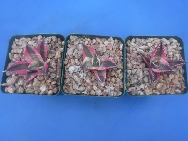 Set of THREE (3) Agave titanota Snaggle Tooth VARIEGATED  Starter Plants SALE K1
