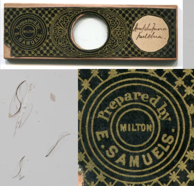 E. Samuels American Microscope Slide Maker - Diatoms