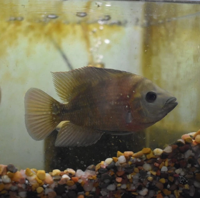 Live Trimac Cichlid (5-6" Rare Tropical Freshwater Aquarium Fish) PLS READ DESC 7