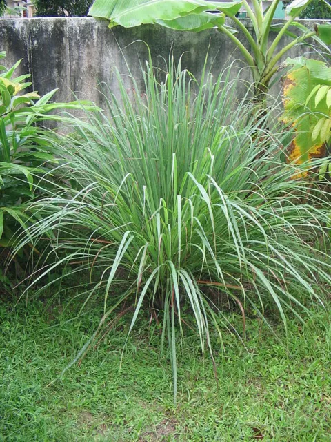 Lemon Grass Indian Orientale - Cymbopogon Flexuosus (200 Semi) Perenne