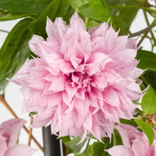 Clematis MULTI-PINK - Waldrebe mit pink gefüllten, sehr großen Blüten