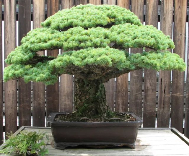 SAMEN Wintergarten Balkon Terrasse Saatgut Zimmerpflanze Bonsai HIMALAYA KIEFER